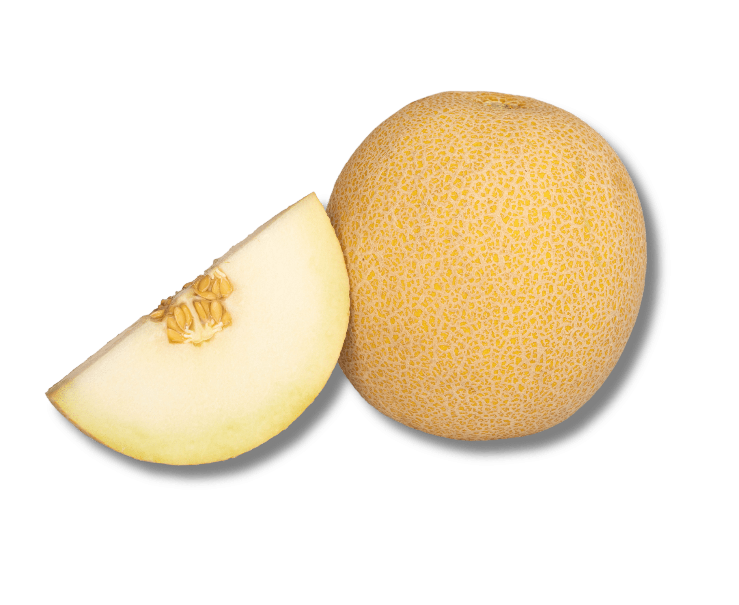 VM19015458