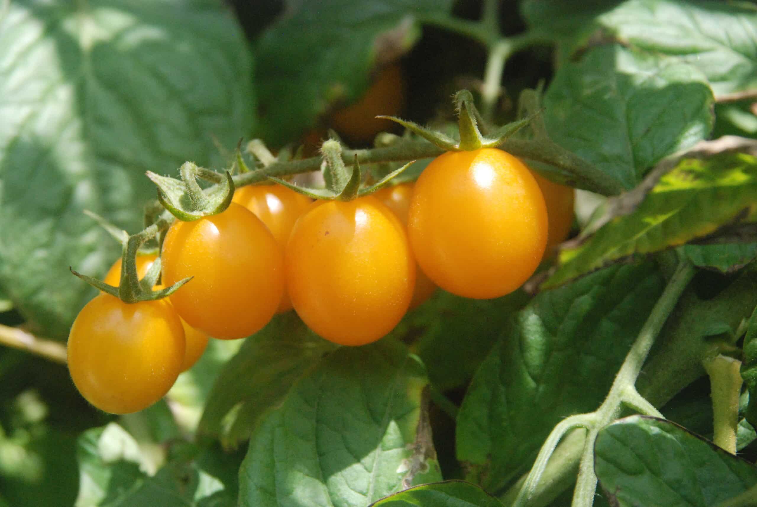 Yellow Grape