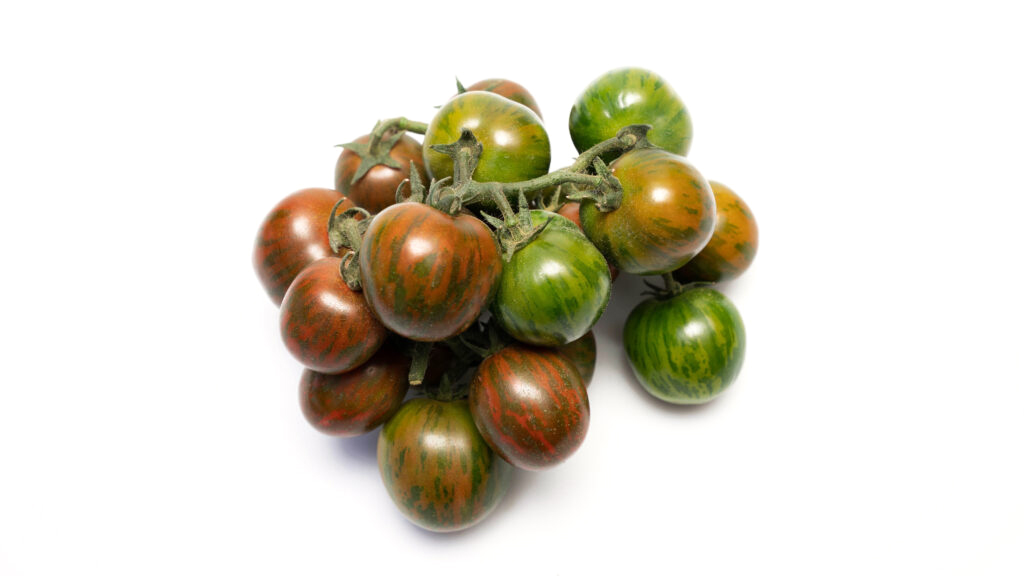 Red Zebra Cherry