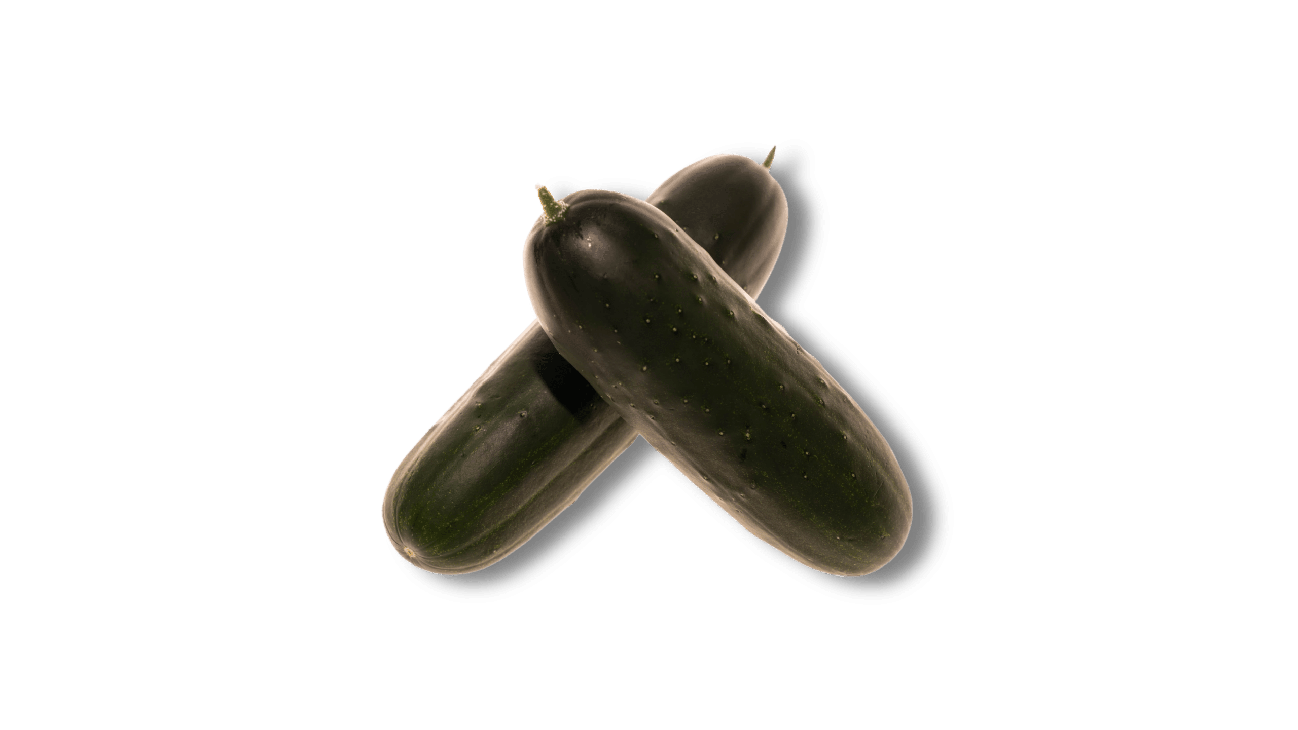 VC19013558 (MO)
