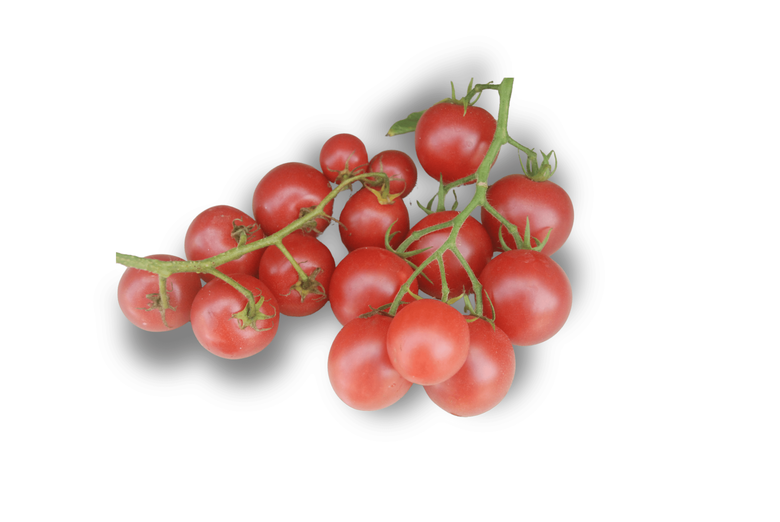 Pink Cherry